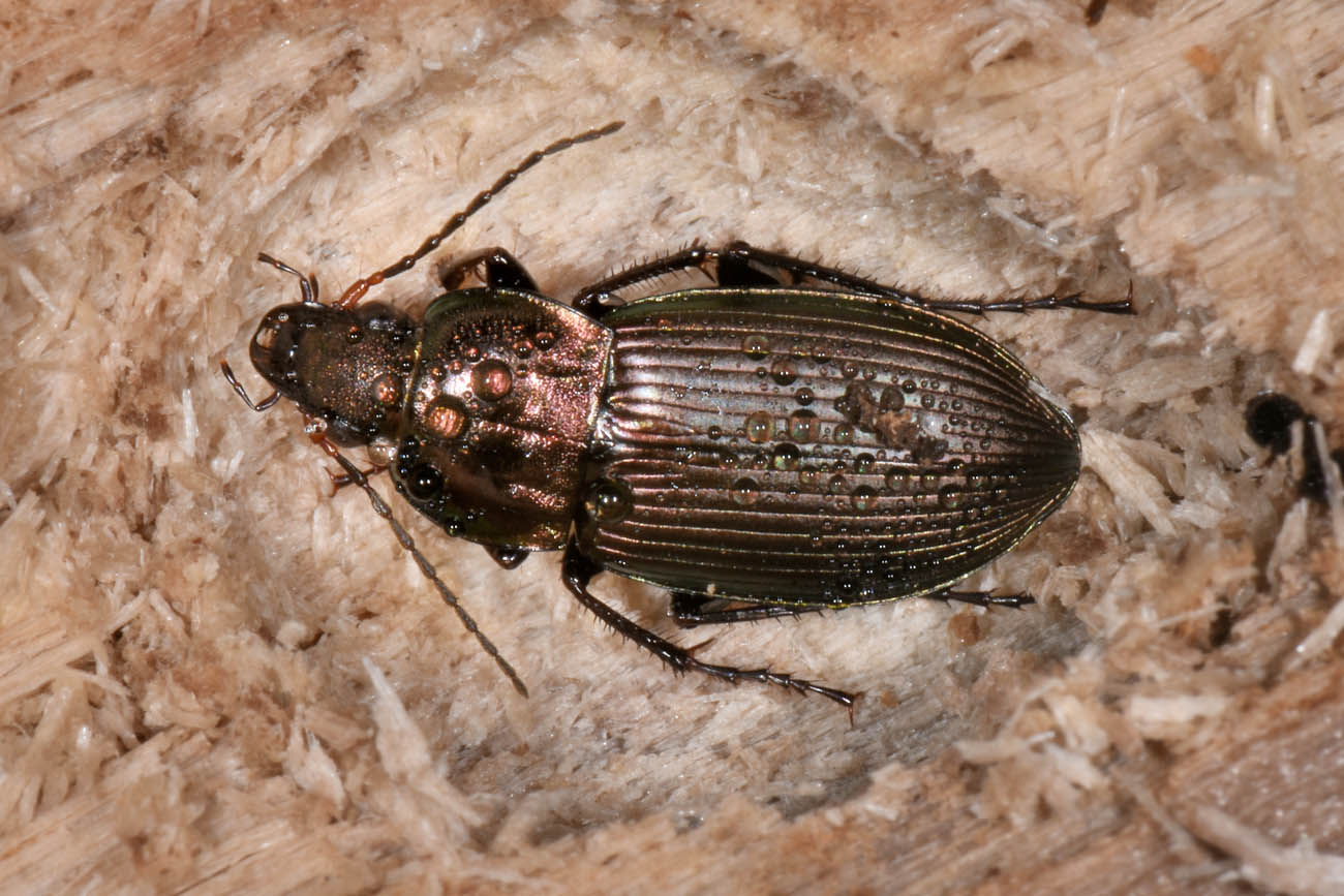 Carabidae: Poecilus cupreus?